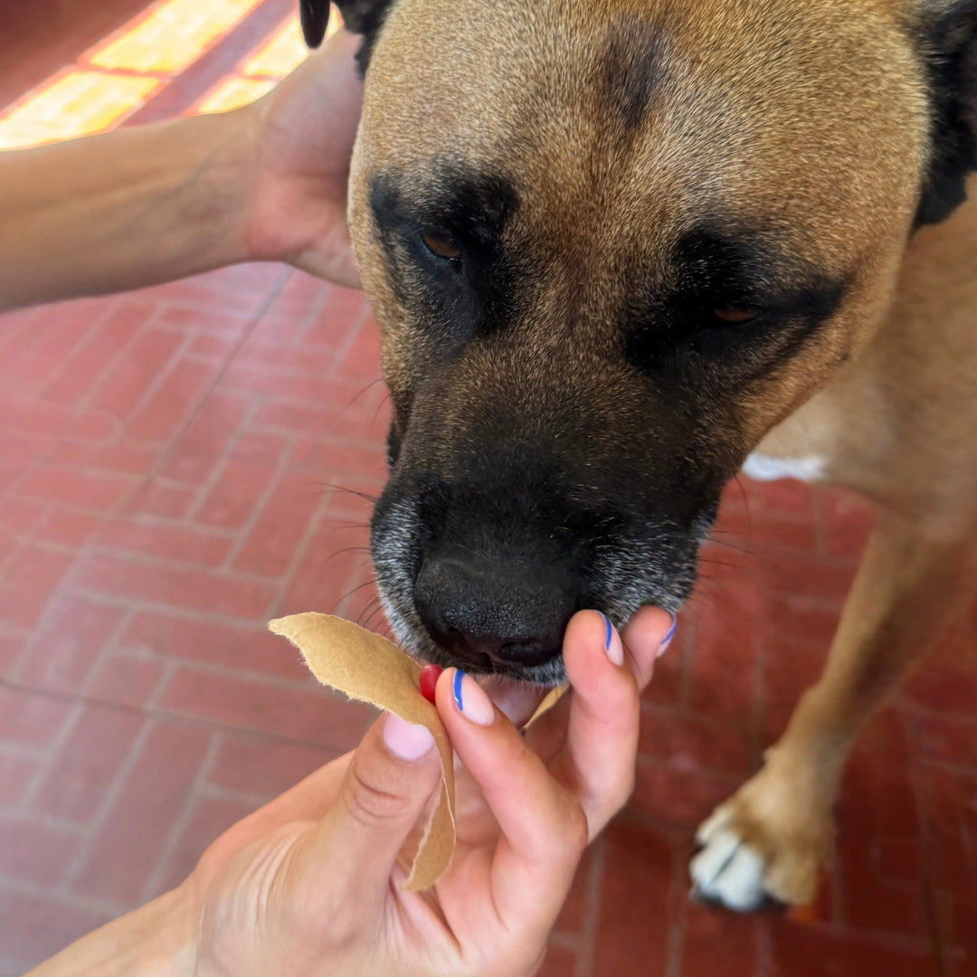 Hand pressing a ball of wax into dogs nose to take an impression