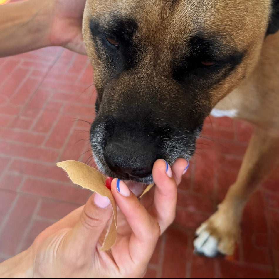 Taking a wax impression from dogs nose