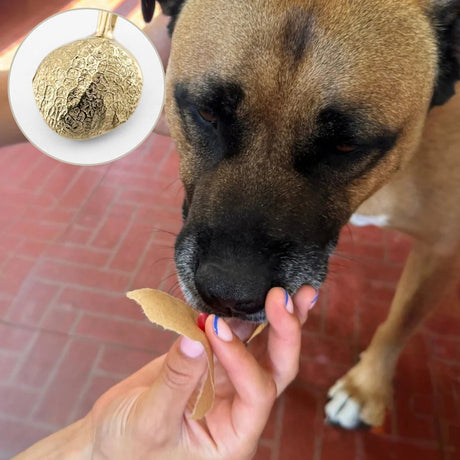 People taking a wax impression of dog's nose